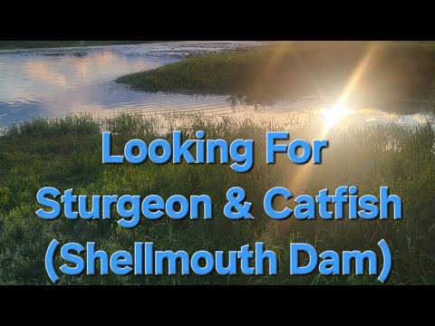 Looking For Sturgeon &amp; Catfish.(Chellmouth Dam)