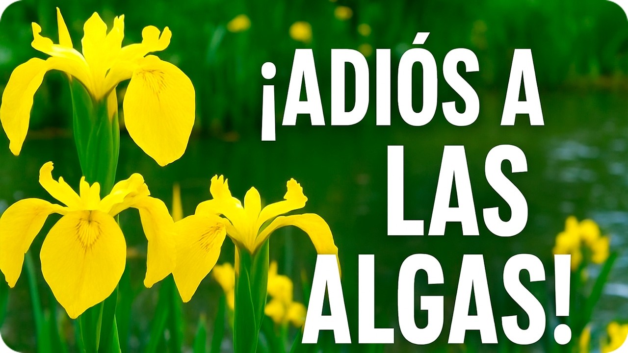 🌼 Lirio Amarillo : Elimina Algas Y Depura Tu Estanque De Forma Natural || La Huertina De Toni