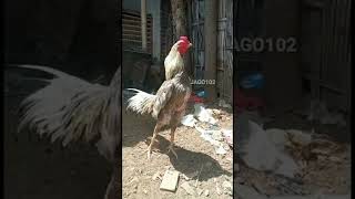 Download lagu AYAM KLAWU MASA KINI @jago102 #shorts #short mp3