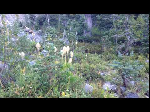 20 PCT marmots at woody pass