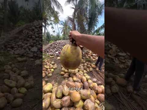 Aayudha pooja and saraswathi pooja sales, market report! #coconut #export #market #money #sales