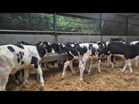50 Reared Friesian bulls for sale - Image 2