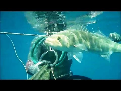 BEST OF SEA BASS SPEARFISHING - Compilation pesca sub alla spigola di Eduino Chasse bar Caza lubina