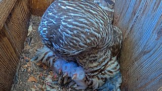 Cuteness Overload! Three Owlets Have Dinnertime Huddle in Barred Owl Nest Box – April 6, 2024