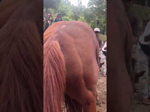 Horse 🐎 THARPARKAR 🏜️ DESERT #animals