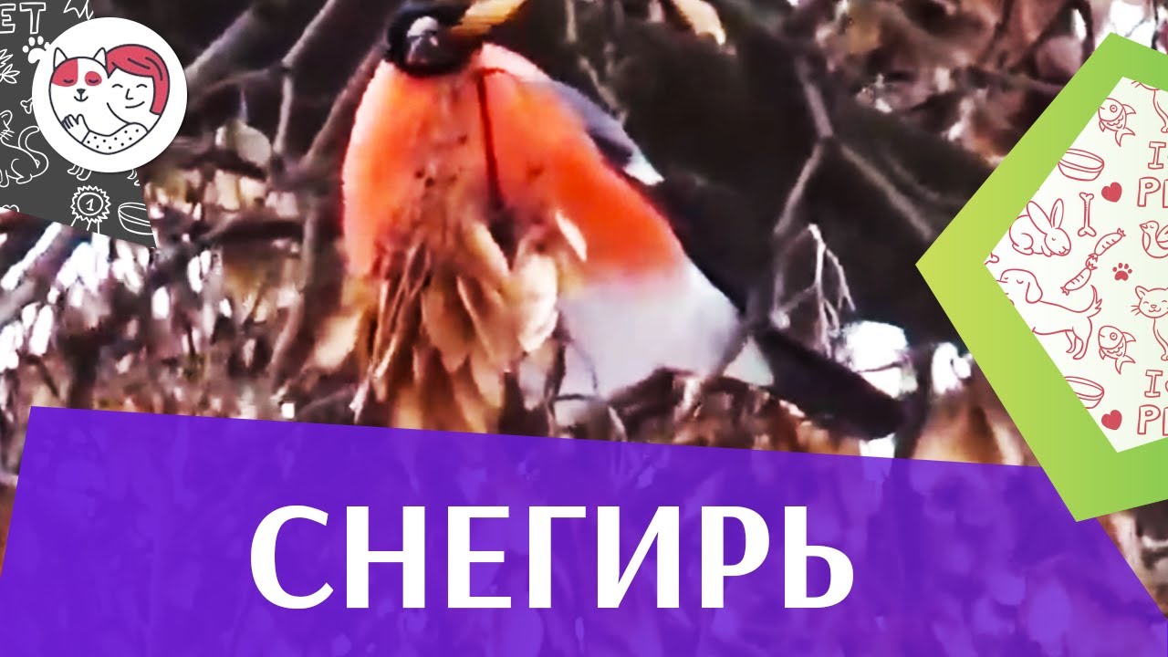5 особенностей ухода за золотистым ретривером