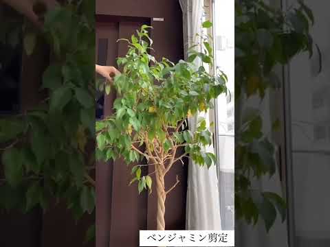 アッシャー・ベンジャミンについて詳しく解説