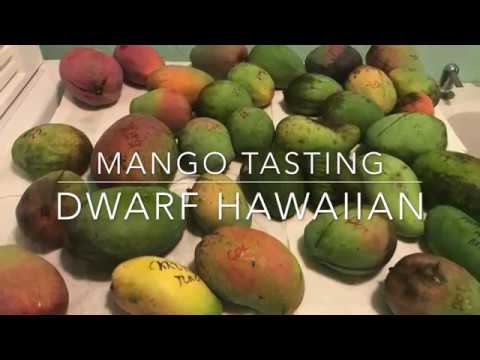 download lagu mp3 mp4 Hawaiian Mango, download lagu Hawaiian Mango gratis, unduh video klip Hawaiian Mango