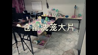 Download lagu 仓鼠洗笼大片！一次性清理21只仓鼠的笼子... mp3