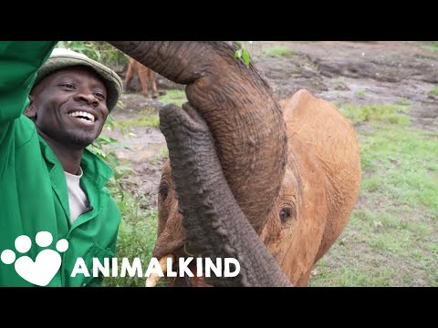 Adorable baby elephants overcome odds to return to the wild | Animalkind