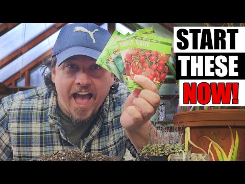 How To Grow Cucumbers Part 1 Seeding