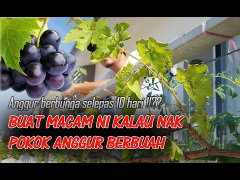 , title : 'Cara Membuahkan Pokok Anggur'