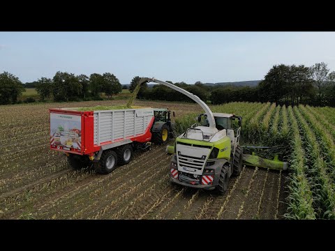 RAUBKATZE MIT 925PS!! - Claas Jaguar 990 im Mais 2023 | Lohnunternehmen Nagel (4K)