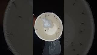 Download lagu TUTORIAL TANGKAP NYAMUK PAKAI ASPIRATOR mp3