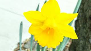 Flowers (Morgan delt - Some sunsick day)