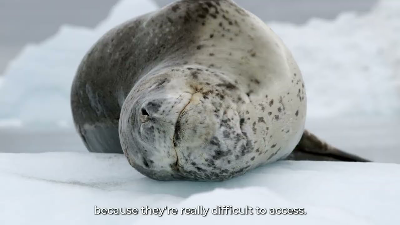 Fieldwork on Leopard Seals
