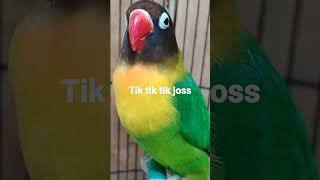 Download lagu lovebird ngetik sambung ngekek mp3