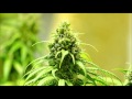 Eek a Mouse - Weed, Weed (I love weed) 