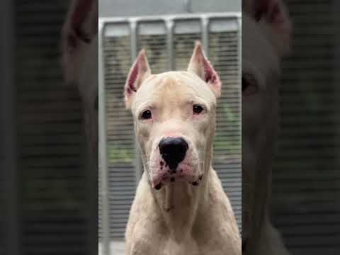 Kunjan#youtubeshorts #dogoargentino #pitbull #dog #trending