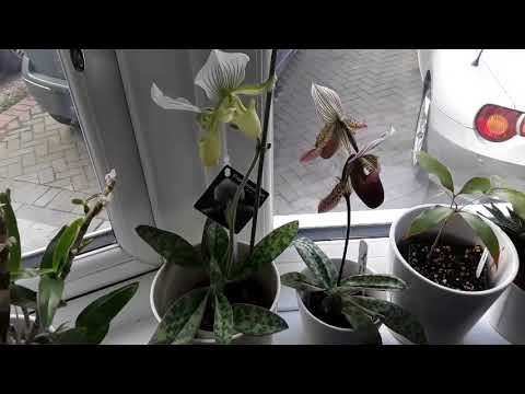 March 2019 orchid flowering update, Paphiopedilum slipper orchids and Miltonia orchid in full bloom