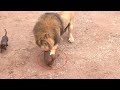 Unexpected This Dog Was Let Into A Lion Cage AND This Happened