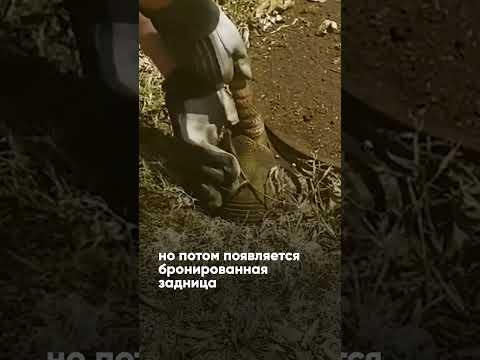 Застрявший зверек.  Кто это?