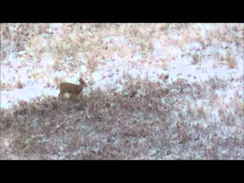 Long Range Hunting 616yrd Mule Deer Buck