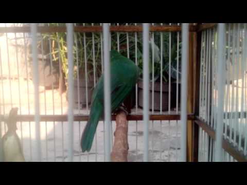 Download Cucak Ijo Mini Rodex Beraksi 3 Mp3 Indonetijen