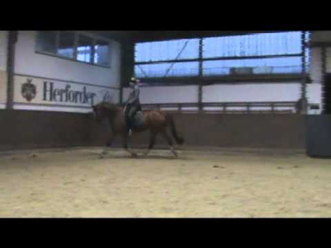 4-j Stute Dancier x Florestan I