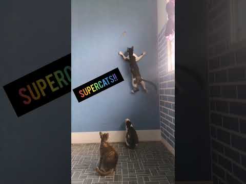 Super cat?? #shorts #viral #trending #viralvideo #viralshorts #funny #cat #sabah #malaysia
