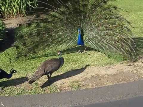 Peacock Mating 6