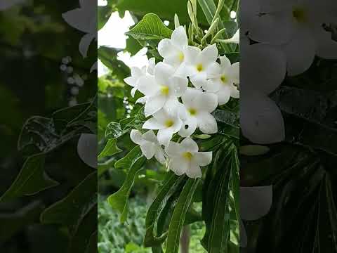 sarata Din Meghla Akash #shorts #viral  #flower #kathgolap #chapa #white #bristi #sathigaj