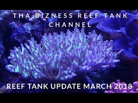 Reef Tank update March 2018