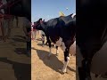 72 Kg Record Milk Machine HF Cow