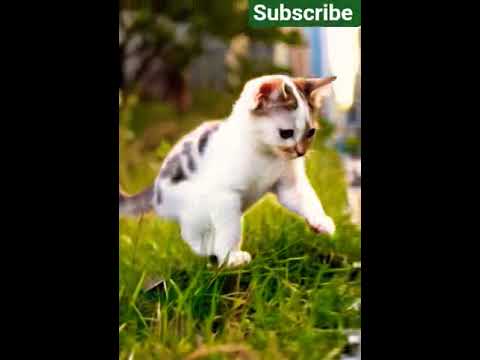 Cute cat 🐱🐱🐈#trend #trending #trendingreels #trendingshorts #viralvideo #viralshorts