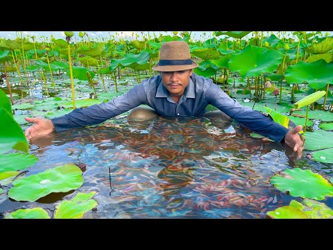 Catching Wild Betta Fish And Betta Fish In Lotus Lake, Unbelievable Catching (Episode 24)