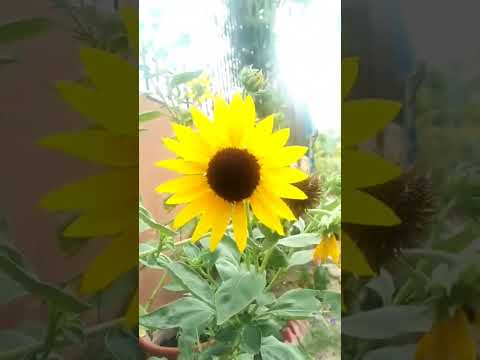 #beautiful #nature #flowers #flowerplants #trending #shorts by Mudassir Ali Meo