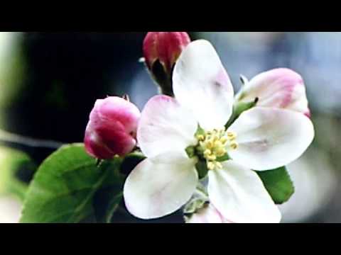 Joseph C. Smith and his Orchestra:  "Blossom Time Medley"  (1921)