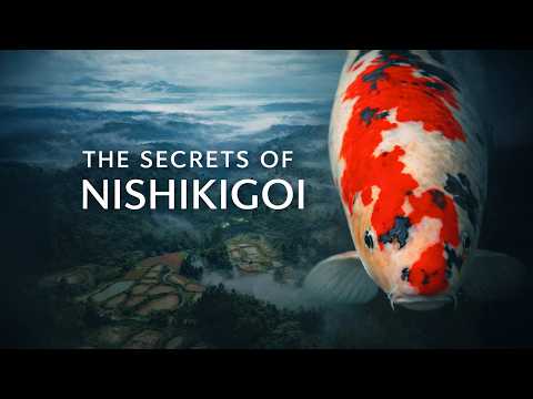 The Secrets of Nishikigoi