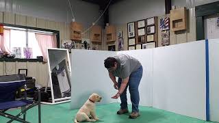 Teach Your Puppy Impulse Control and Minimize Frustration