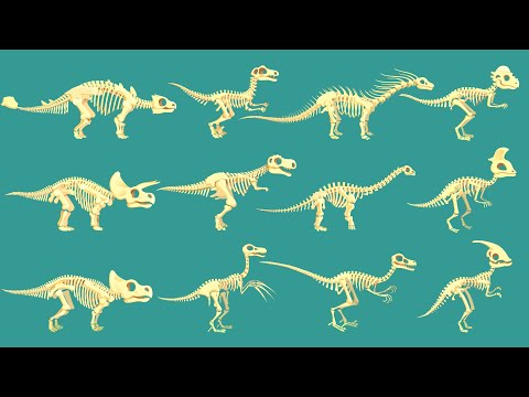12 Dinosaur bones: T-rex, Triceratops, Stegosaurus & Ankylosaurus, Spinosaurus, Velociraptor | DK