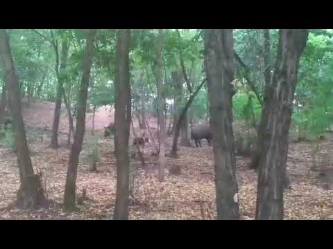 Srpski trobojni gonic - trobojac Bozur  2