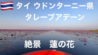 【タイ・ウドンターニー】1.2.3月限定！蓮の花の絶景