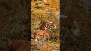 Download lagu Horse Mating & Breeding in Action #horse #animals #horsetrials mp3