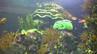 Koud In Mijn Hart - Frank Boeijen ( Cover By : Wim Sengers )