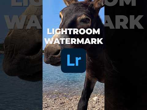 What Every Photographer Should Know About Lenses