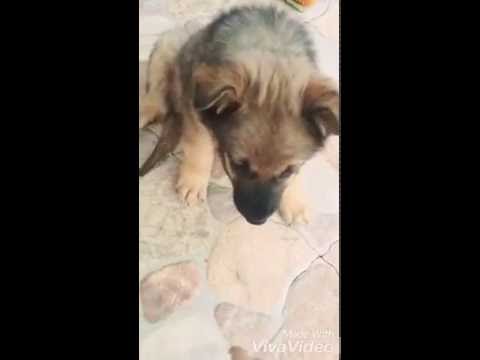 Funny German Shepherd Puppy. Kuzya.