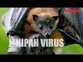 Nipah Virus: All You Need To Know
