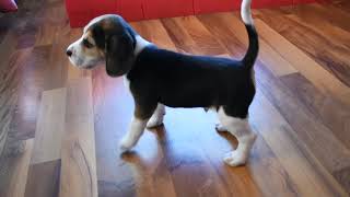 Video preview image #1 Beagle Puppy For Sale in REASNOR, IA, USA