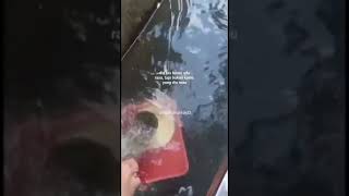 Download lagu Story Wa Aku Memilih Setia mp3